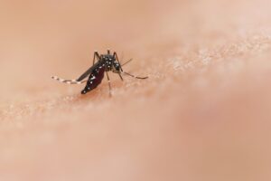The discovery of two species of tropical disease-carrying mosquitoes in the UK is a stark reminder of the real and growing health risks brought about by climate change, says DAUK sustainability lead Dr Matt Lee.